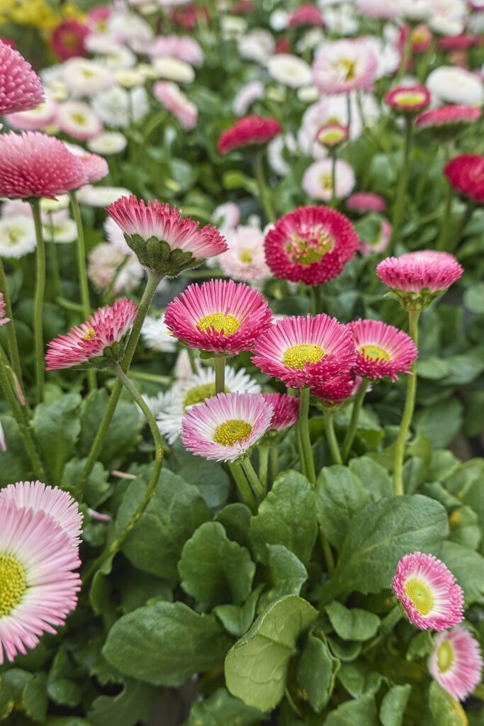 English Daisy (Bellis perennis) with white petals and yellow center growing in a lawn